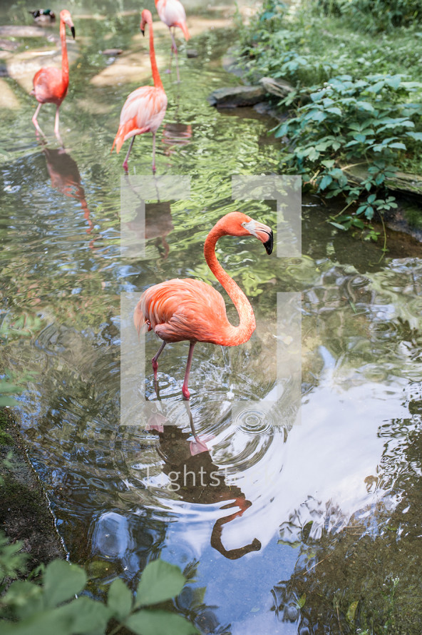 flamingos at a zoo 