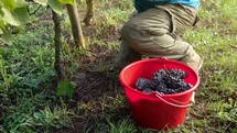 man harvesting a vineyard 