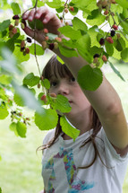 a girl picking berries 