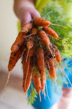 A hand holding a freshly picked bunch of carrots.