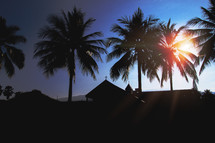silhouettes of palm trees over a church 