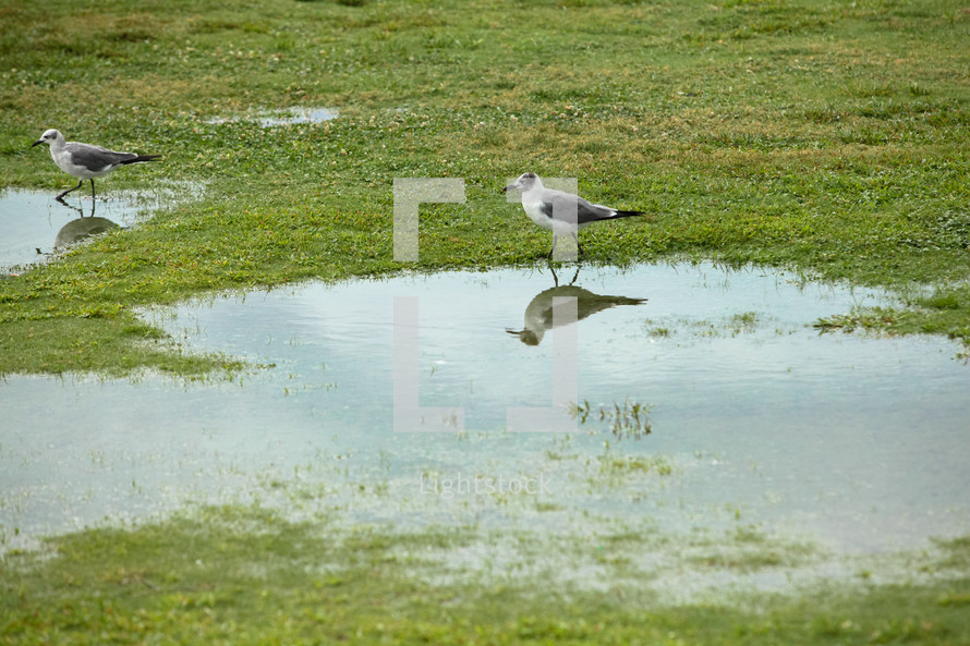 seagulls  standing in puddles