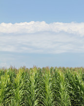 Rows of corn in a field. 