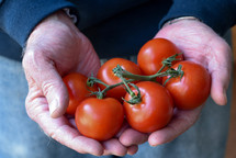 red tomatoes in elderly cupped hands 