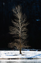 Bare tree in the snow next to water