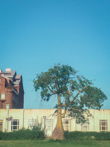 A lone tree in front of old brick buildings.