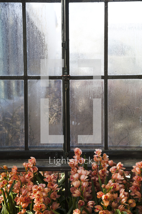 peach flowers against a fogged window 