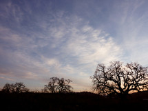 silhouette of trees in a field 