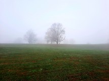 Misty field with trees