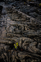 fern growing in volcanic soil 