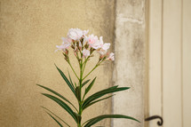 oleander blossom plant