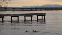 Ducks swimming in water near a pier with mountains in the background.