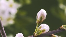 Closeup of white flowers of plum tree bloom in green spring background Time lapse Growing beauty of nature
