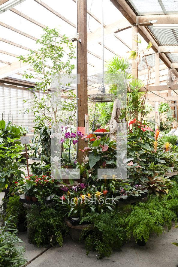tropical plants in a greenhouse 