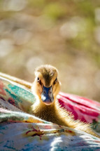 a duckling in a blanket 