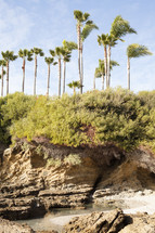 palm trees at the top of a cliff 
