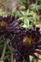 deep purple succulent plant 