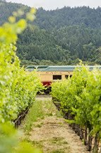 Wine train napa valley passing thru a vineyard row