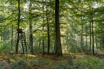 deer stand in a forest 