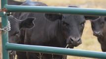 Close up of cows grazing at a ranch