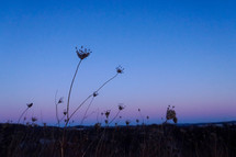dried flowers in a field at sunset 
