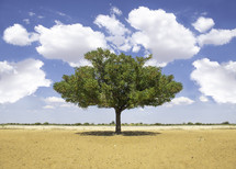 lone tree in a desert landscape 