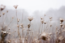 dried flowers and falling snow 