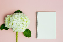 white hydrangea and notebook 
