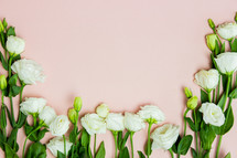 white roses on a pink background 