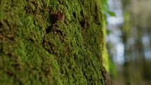 Climbing Up From Tree Trunk With Green Moss In Trentino Alto Adige