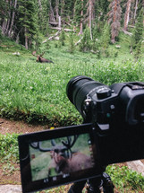 camera taking a picture of a moose 