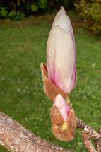 Magnolia Bud in the Spring Garden