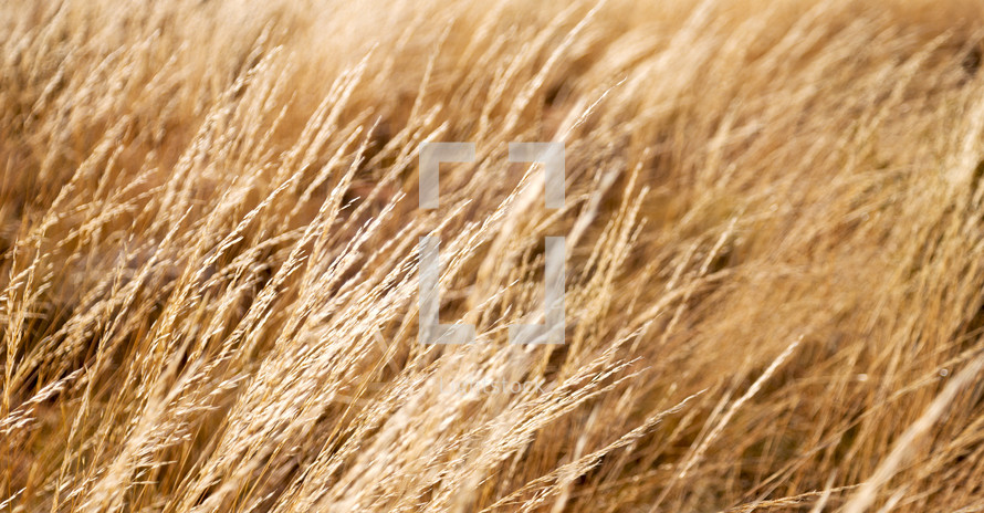 fields of golden grasses 
