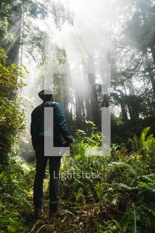 a man looking up at the glow of sunlight pouring through tree tops in a forest canopy 
