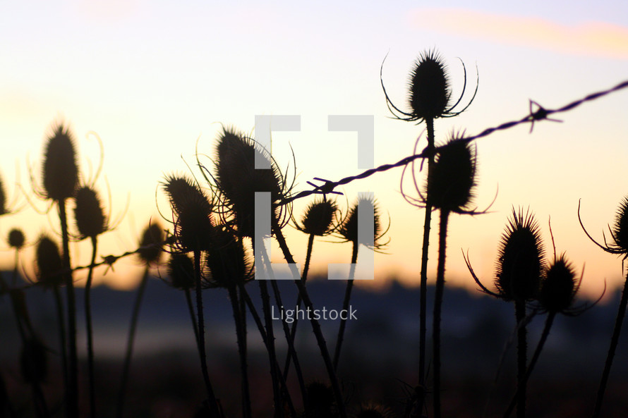Thistle bushes with barbed wire at sunset.