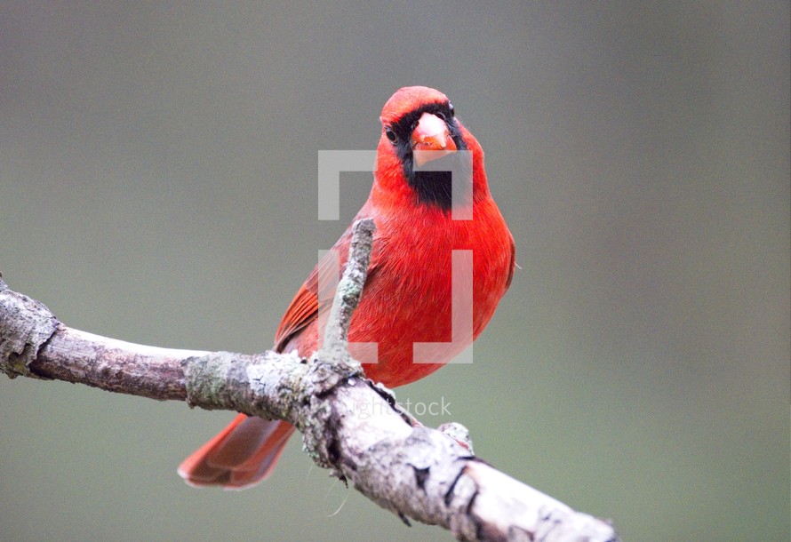 Red male cardinal on a branch