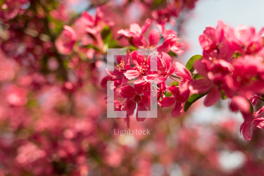 fuchsia spring flowers on a tree branch 