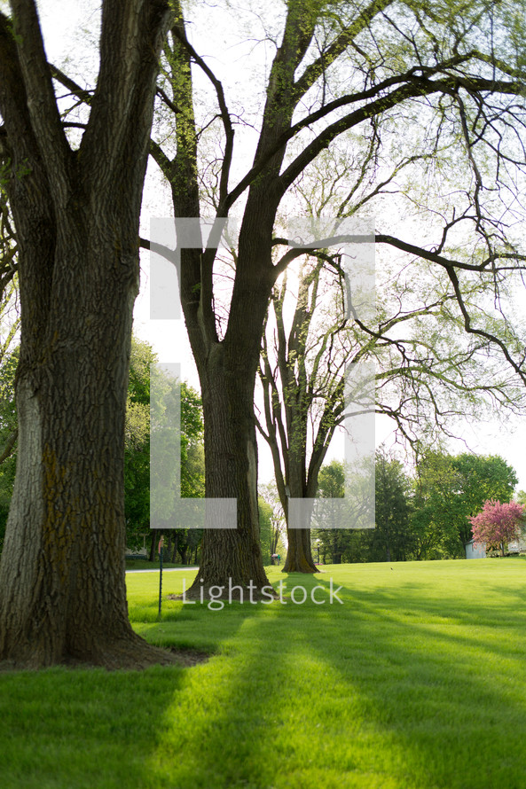 budding tree branches and lush green grass