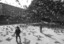large flock of pigeons and children 