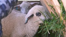 Kids feed and pet cute sheep with fresh green grass in small organic farm
