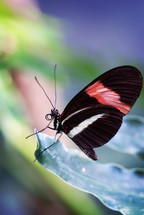 black, red, and white butterfly 