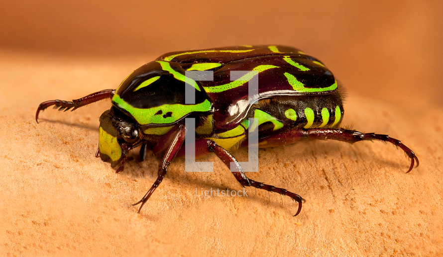 garden fiddler beetle 