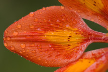 water droplets on horizontal lily
