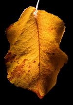golden leaf in Autumn