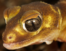 brown gecko lizard