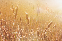 a golden wheat field 