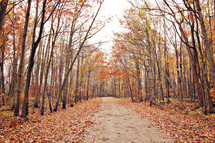 Orange leaves, red leaves, a pathway into trees. A forest. A road. Fall. Autumn. Beauty. 