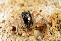 soldier crab digging in the sand