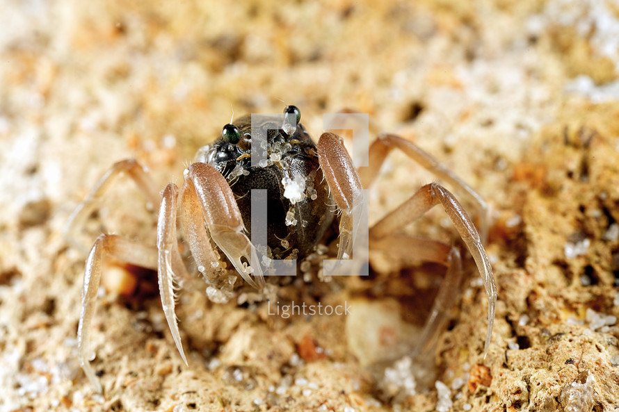 soldier crab digging in the sand