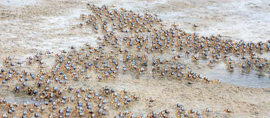 swarm of soldier crabs on a beach